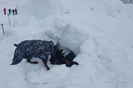 Azərbaycan və Avstriya FHN-lərinin birgə təlimləri başa çatdı - FOTO