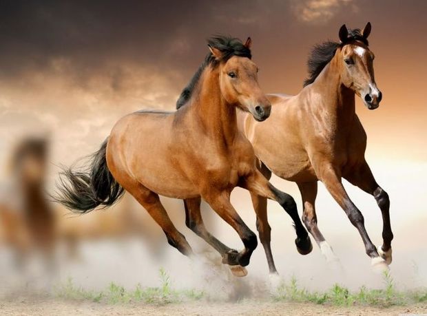 Azərbaycanda Qarabağ atı cinsinin inkişafına pul ayrıldı